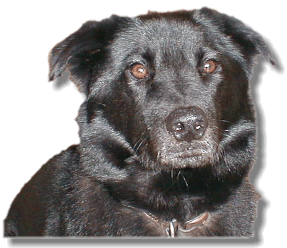 Buddy2.gif (49047 bytes)