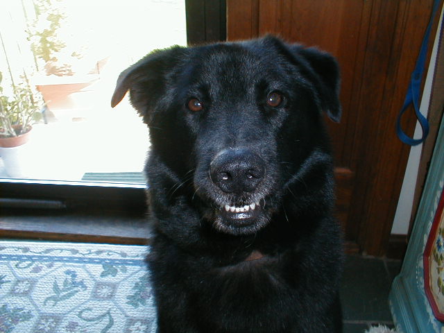 Smiling-Buddy.jpg (20708 bytes)