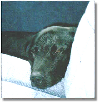 Sleepy time in the Van....